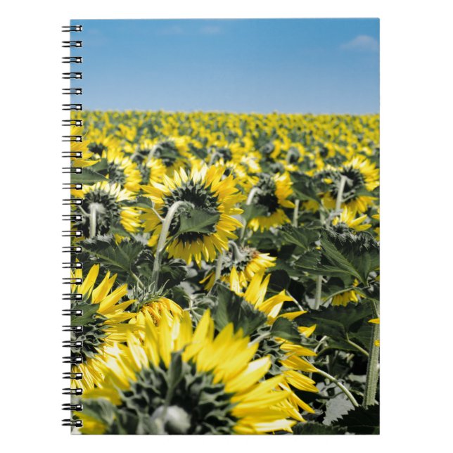 Fält av solblommor anteckningsbok med spiral (Framsidan)