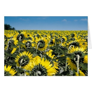Fält av solblommor hälsningskort