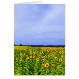 Fält av solblommor hälsningskort