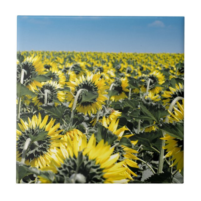 Fält av solblommor kakelplatta (Framsidan)