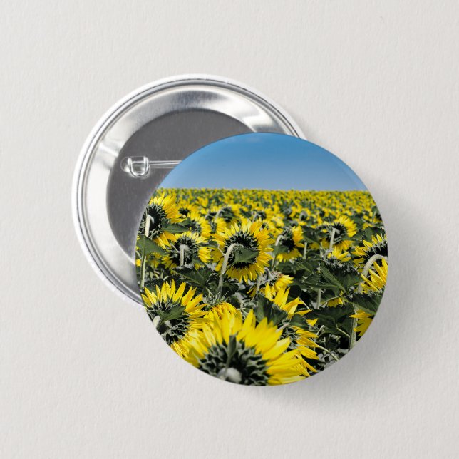 Fält av solblommor knapp (Framsida & baksida)