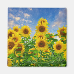 Fält av solblommor magnet