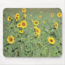 Fält av solblommor