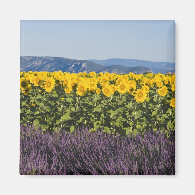 Fält av solblommor och lavenderblommor. magnet (Framsidan)