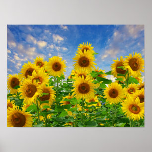 Fält av solblommor poster
