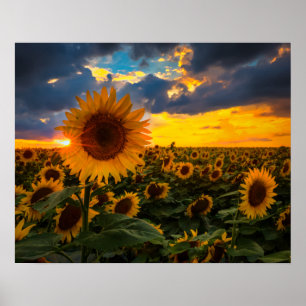 Fält av solblommor poster