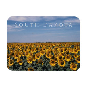 Fält av solblommor, Södra Dakota Magnet