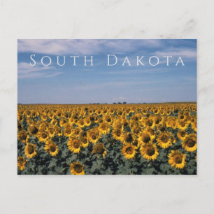 Fält av solblommor, Södra Dakota Vykort