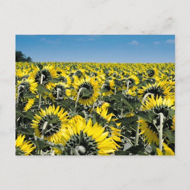 Fält av solblommor vykort (Framsida)
