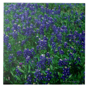 Fält av Texas Bluebonnets Kakelplatta
