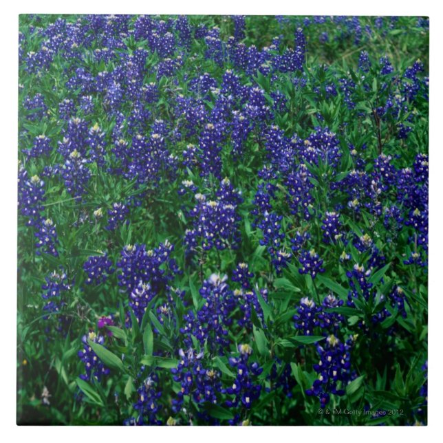 Fält av Texas Bluebonnets Kakelplatta (Framsidan)