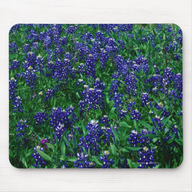 Fält av Texas Bluebonnets Musmatta (Framsidan)