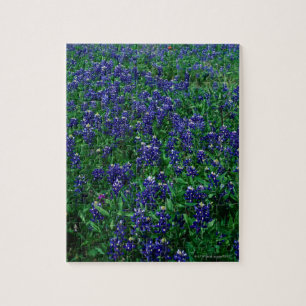 Fält av Texas Bluebonnets Pussel