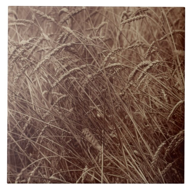 Fält av vete (av Eugène Atget) Kakelplatta (Framsidan)