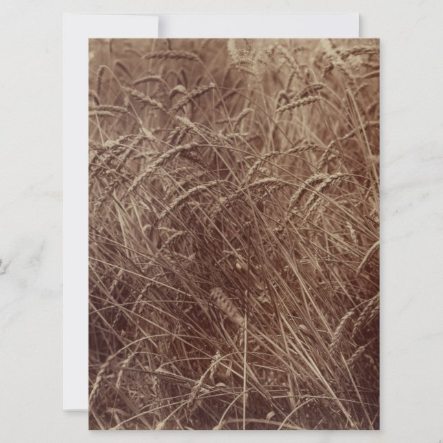 Fält av vete (av Eugène Atget) Kort (Framsida)