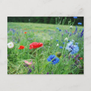 fält av vildblommar vykort