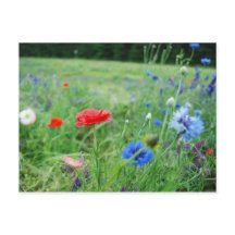 fält av vildblommar