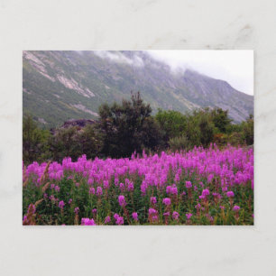 Fält av vilden blommar nära Bodo, norge Vykort