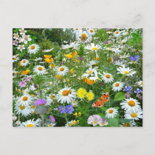 Fält av Wildblommor Vykort