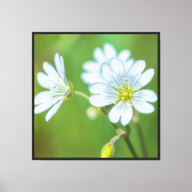 Fält Chickweed Canvastryck (Framsida)