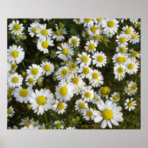 Fält Daisy - Kärlek-Me-Kärlek-Me-Not-Flowers Poster