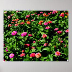 Fält efter Zinnias Flower Orton effekt Poster