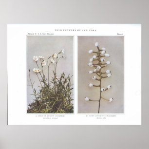Fält eller Meadow Chickweed - Cerastium arvense Poster