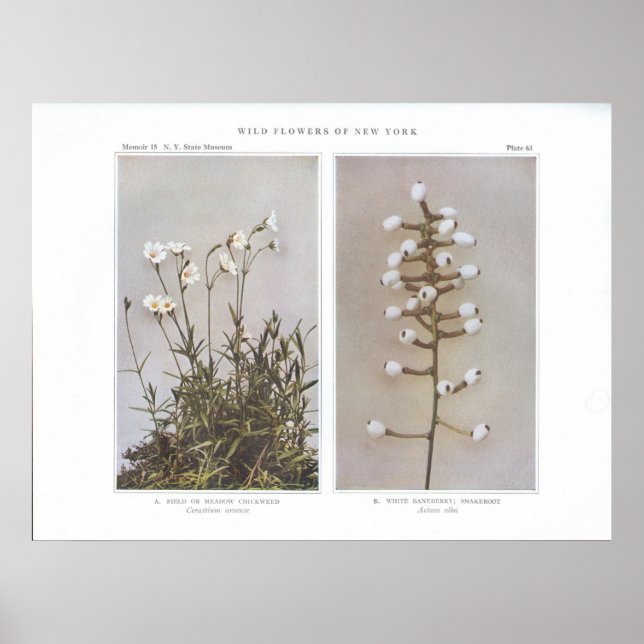 Fält eller Meadow Chickweed - Cerastium arvense Poster (Framsidan)