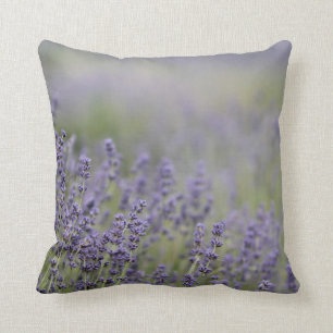Fält för lavendel för härligt foto för © P Kudde
