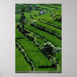 Fält för rispaddy, Bali, Indonesien Poster