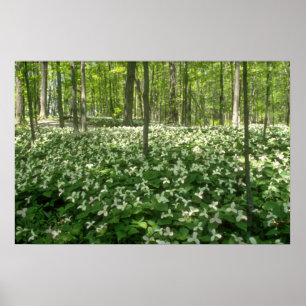 fält för vit A av trilliums, Niagara Falls blomm Poster