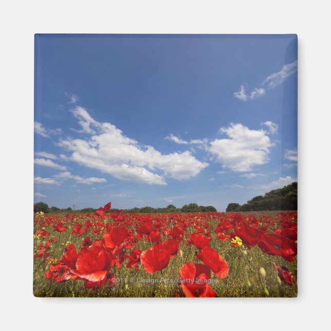 Fält Fullt av rödblommor Magnet (Framsidan)