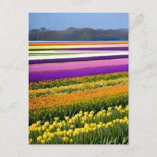 Fält fullt av tulpaner, tulpaner, blommor, blommig vykort
