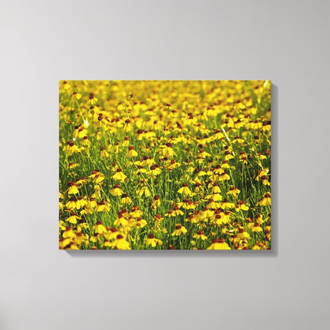 Fält Gult Wildblommor Photo Canvas (Framsida)