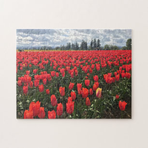 Fält i Ballerina Tulips, Oregon Pussel