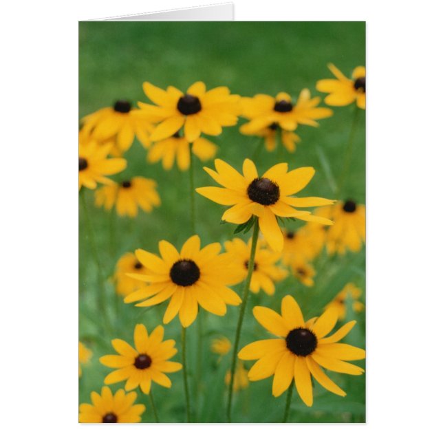 Fält i Black Eyed Susies Hälsningskort (Framsidan)