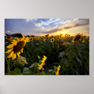 Fält i blommande blommor poster