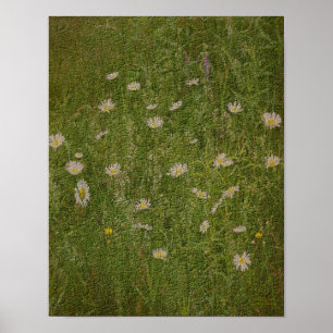 Fält i Blommigten Daisy med texturerad effekt Poster