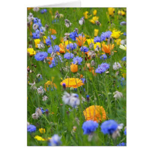 Fält i blommor hälsningskort