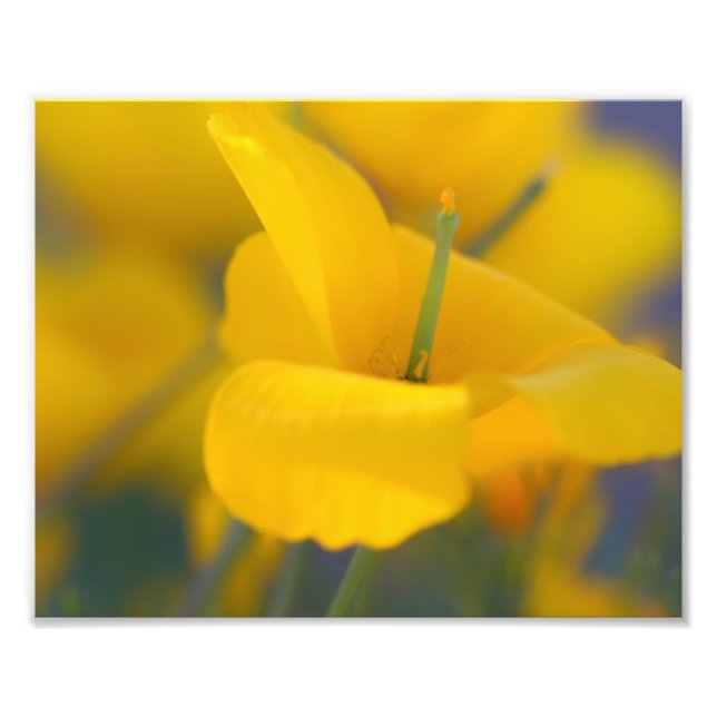 Fält i blomningsvallmo fototryck (Framsidan)