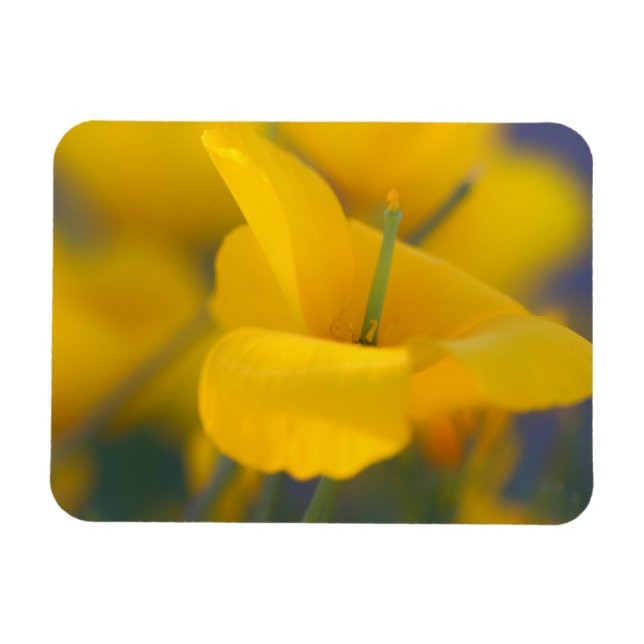 Fält i blomningsvallmo magnet (Horisontell)