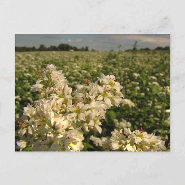 Fält i Buckvete Vykort (Framsida)