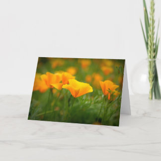 Fält i California Poppies Orange Poppy Blank Kort