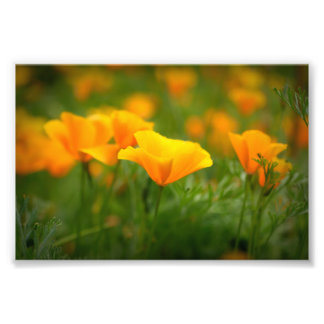 Fält i California Poppies Orange Poppy Flowers Fototryck