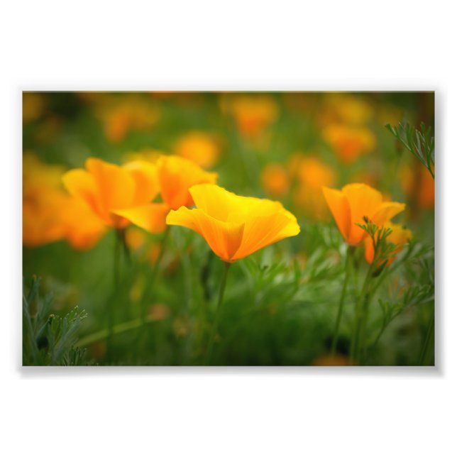 Fält i California Poppies Orange Poppy Flowers Fototryck (Framsidan)