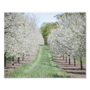 Fält i Cherry Träd Blommars Door County Print Fototryck