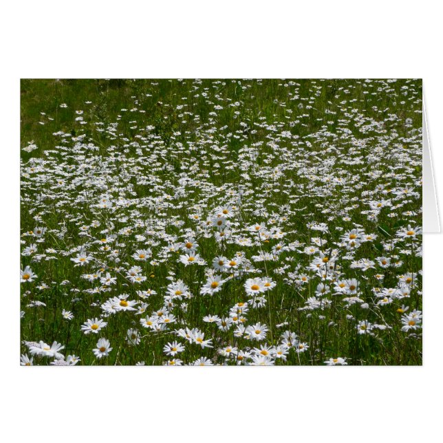 Fält i Daisy Alaska Wildblommor Hälsningskort (Framsidan Horizontal)