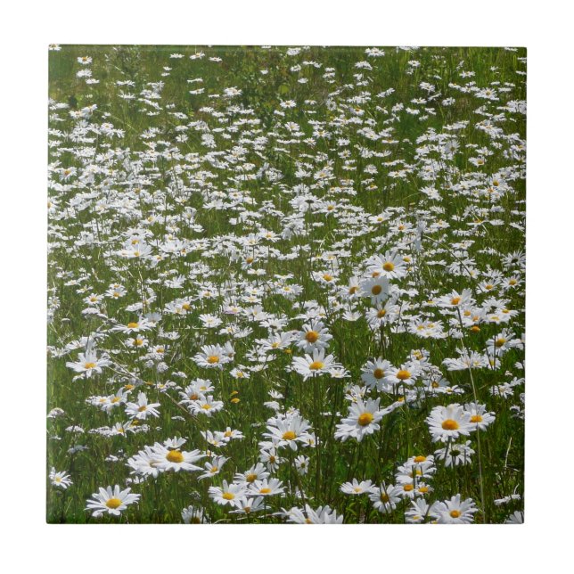 Fält i Daisy Alaska Wildblommor Kakelplatta (Framsidan)