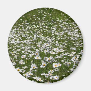 Fält i Daisy Alaska Wildblommor Magnet