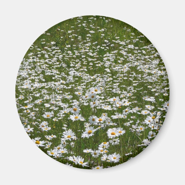 Fält i Daisy Alaska Wildblommor Magnet (Framsidan)